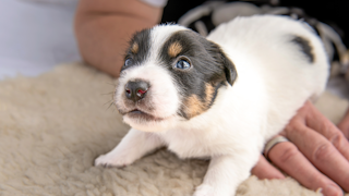 Young Jack Russell Terrier puppy playing on a cream rug